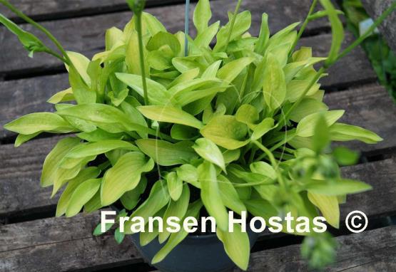 Hosta Gosan Gold Midget